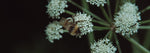 bee resting on cow parsley flower