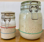 Two kilner jars sit side by side on a wooden bench. Both contain sourdough starter. Each jar is marked with an elastic band showing that the sourdough starter has more than doubled in size. It is creamy coloured and bubbly.